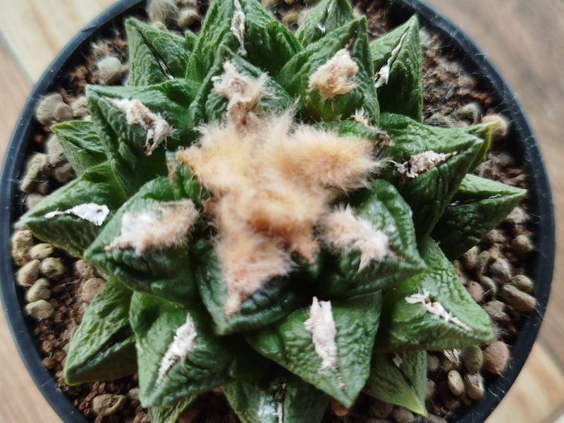 Ariocarpus, genus of the week